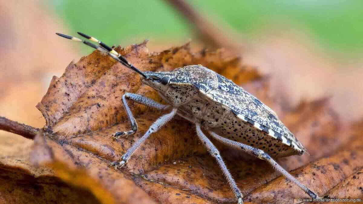 So werden Herbst-Insekten in der Wohnung fleckenfrei entfernt