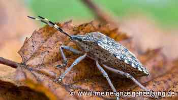 So werden Herbst-Insekten in der Wohnung fleckenfrei entfernt