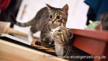 Braucht jede Katze eine zweite Katze?