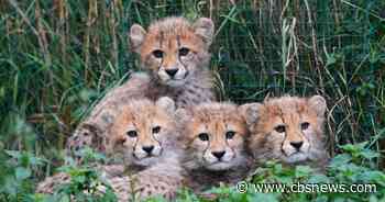 Cheetah cubs survive powerful storms, mother's illness at zoo