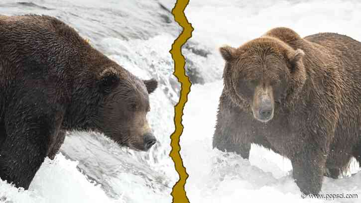 Fat Bear Week, Round 2: Big boys Walker vs. Bucky Dent, and a sister battle
