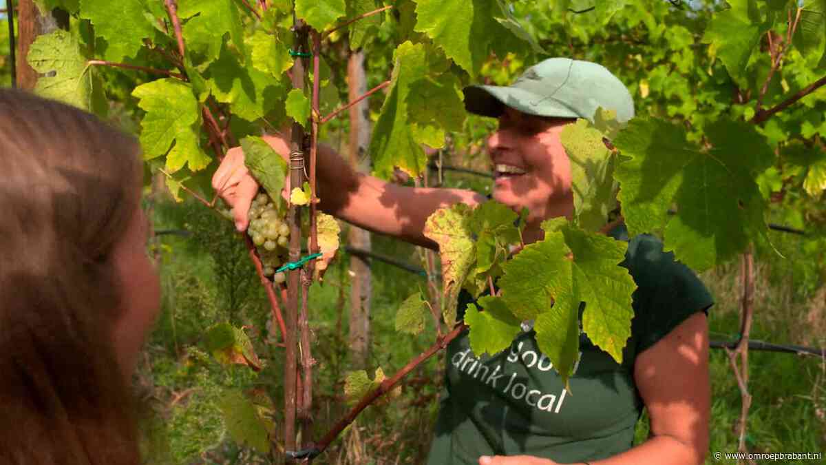 Geslaagd wijnjaar voor Brabant, maar wél met extremen