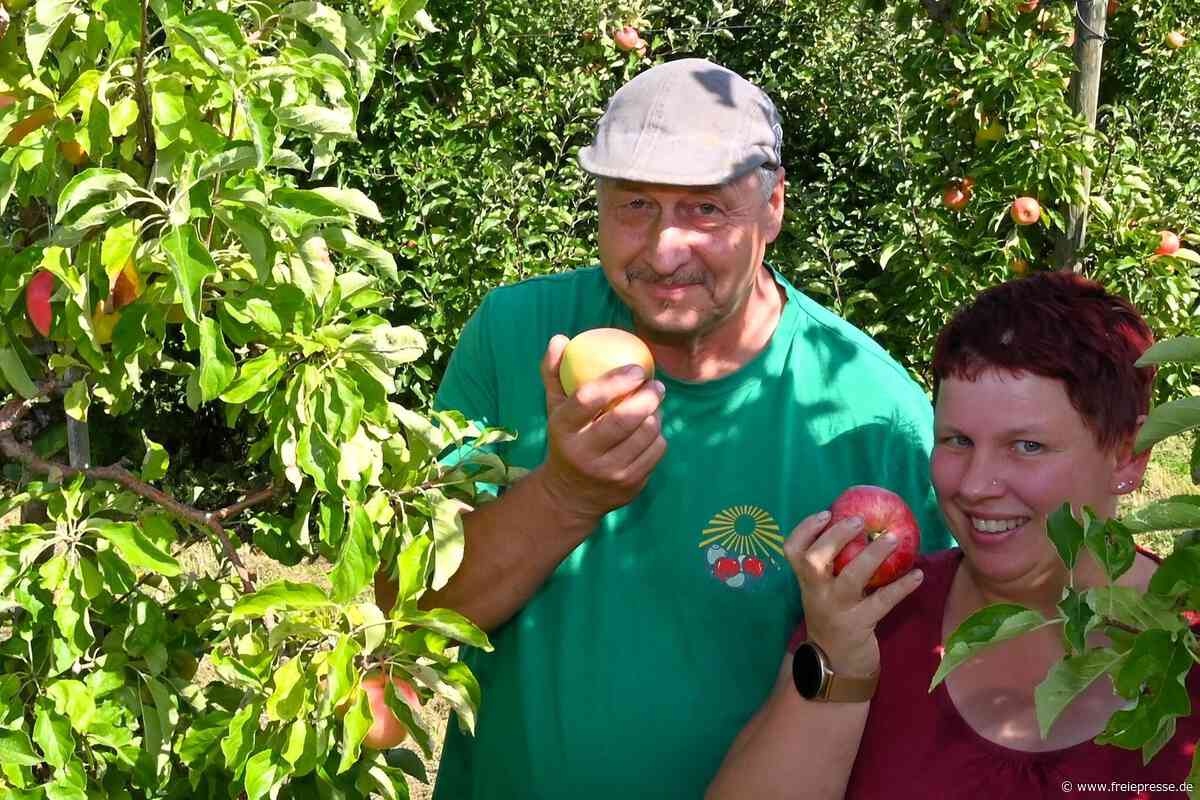 Zu wenige Äpfel für die Saftpresse: Letzte Chance für Selbstpflücke im Obstgut Seelitz