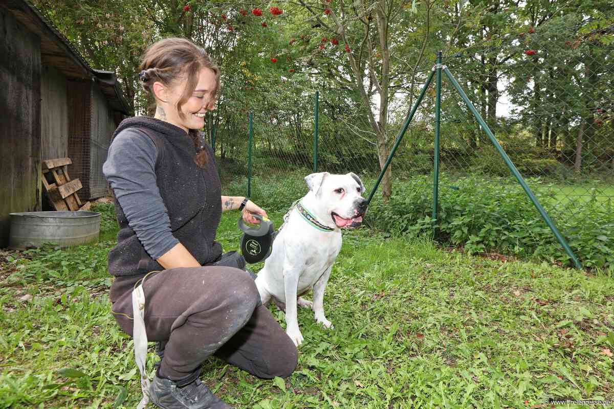 Neun Welpen kamen mit fünf Wochen ins Crimmitschauer Tierheim – jetzt sind alle vermittelt