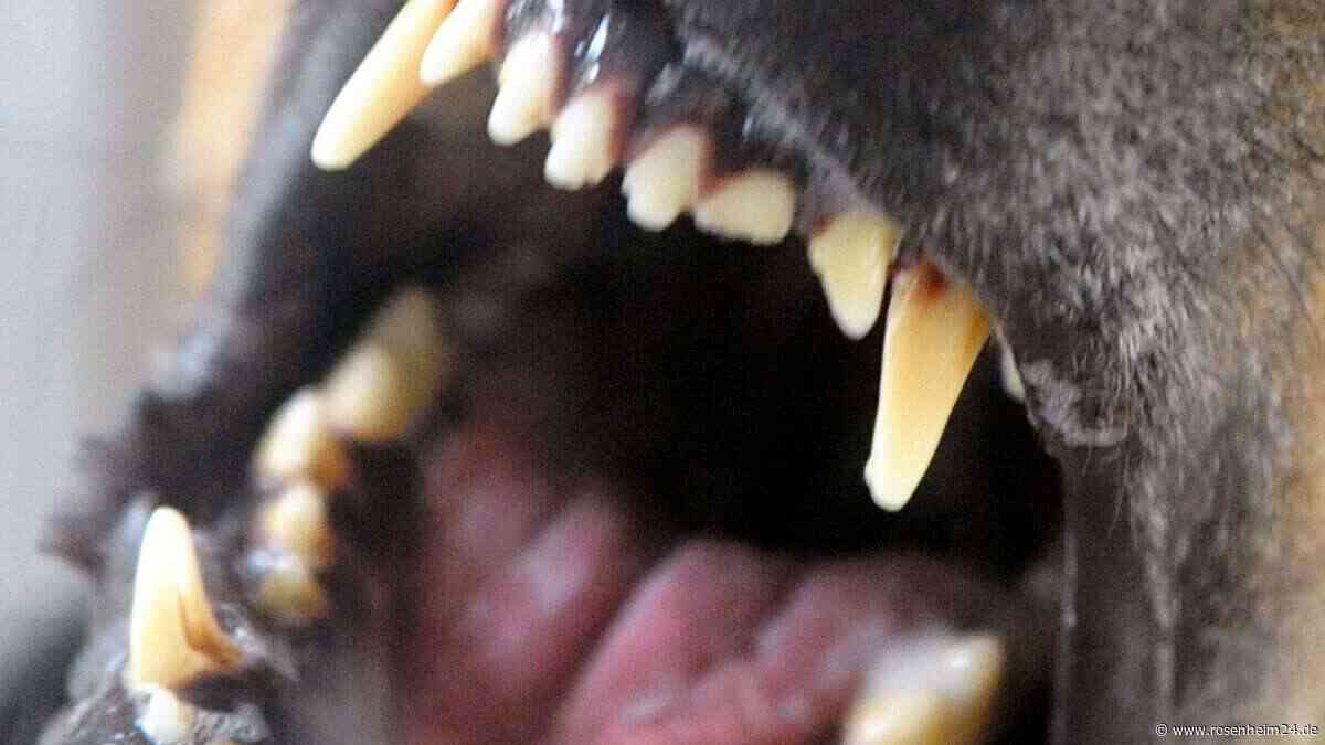 Jagdwilderei bei Bernau Chiemsee: Hund reißt Reh – falscher Jäger gesucht