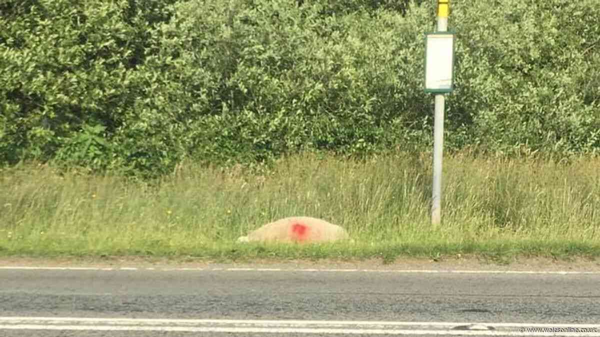 Cattle in Gower given GPS collars after animals struck and killed by drivers