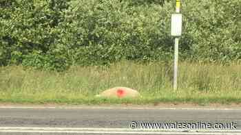 Cattle in Gower given GPS collars after animals struck and killed by drivers