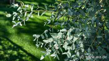 Eukalyptus im Herbst schneiden? Nur eine Maßnahme ist möglich
