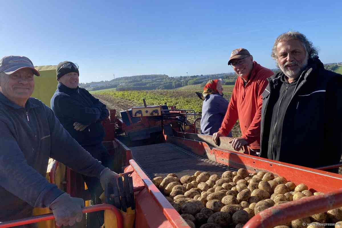 Die Rentner-Brigade bei der Kartoffelernte: „Bei uns ist sich nicht jeder der Nächste“