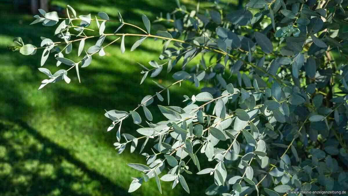 Eukalyptus im Herbst schneiden? Nur eine Maßnahme ist möglich