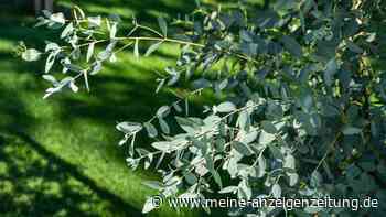 Eukalyptus im Herbst schneiden? Nur eine Maßnahme ist möglich
