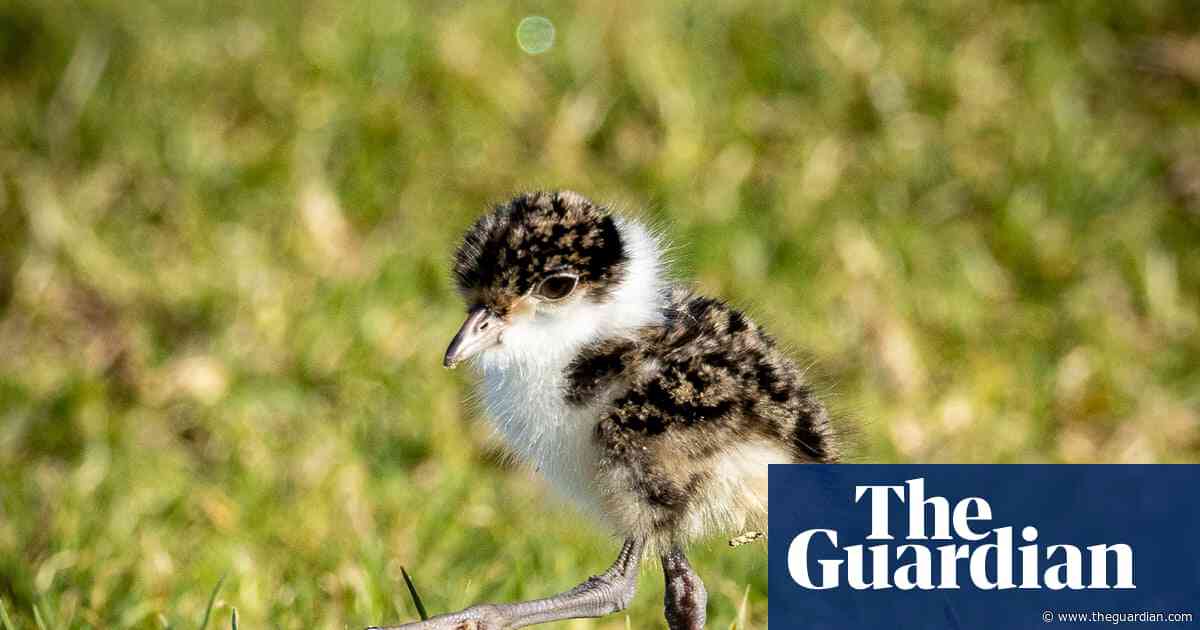 I saw pedestrians swear at plovers when they swooped. But I admired the birds