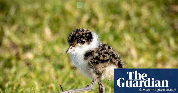 I saw pedestrians swear at plovers when they swooped. But I admired the birds