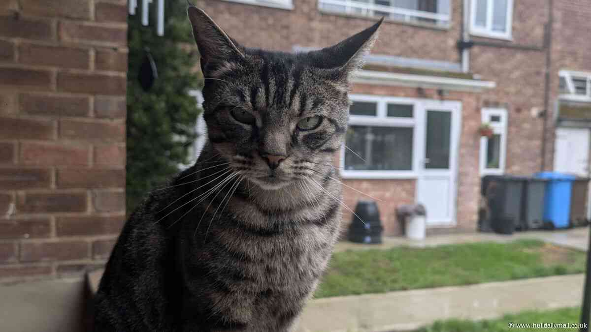 Distraught owners of Max the cat discover his body in woodland behind their home