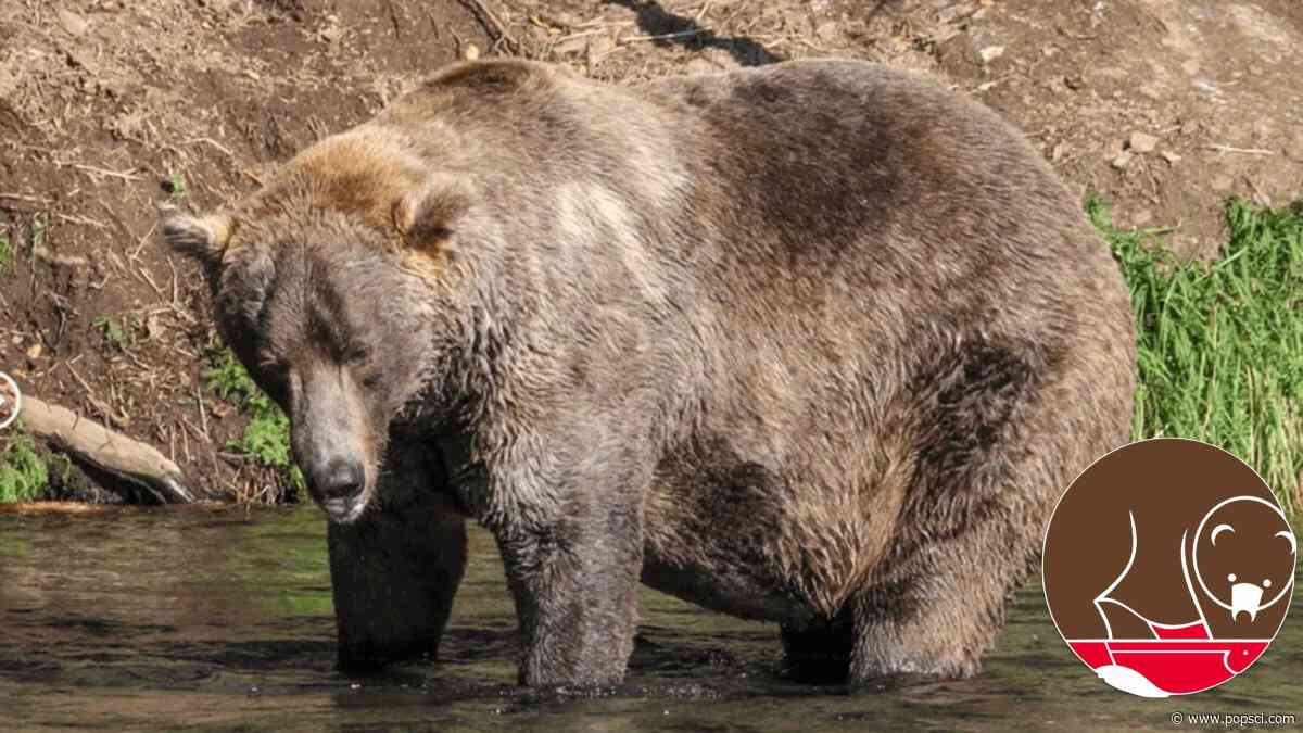 How to help Katmai’s brown bears this Fat Bear Week