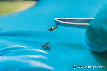 Florida county declares state of emergency as dengue fever cases reach 170