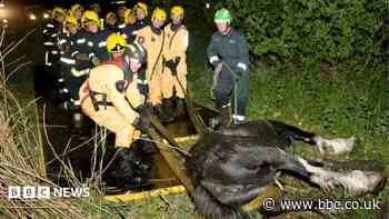 'Rescuing animals has been my life's work'