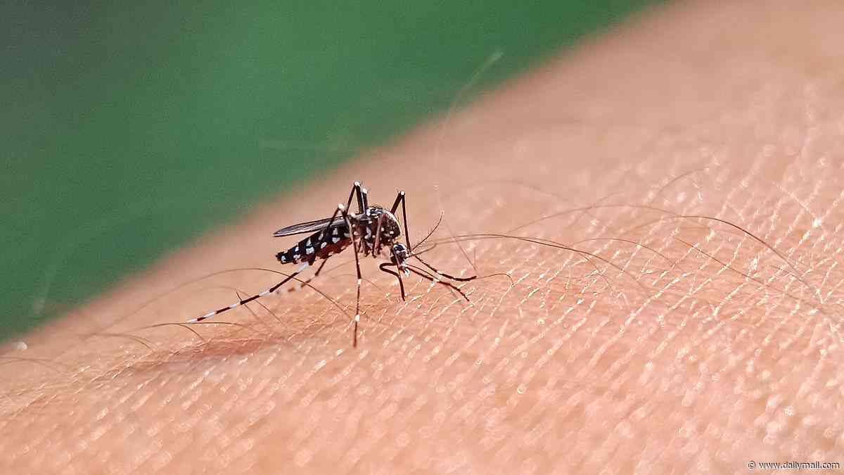 Multiple counties issue states of emergency over mosquito-borne 'breakbone fever'