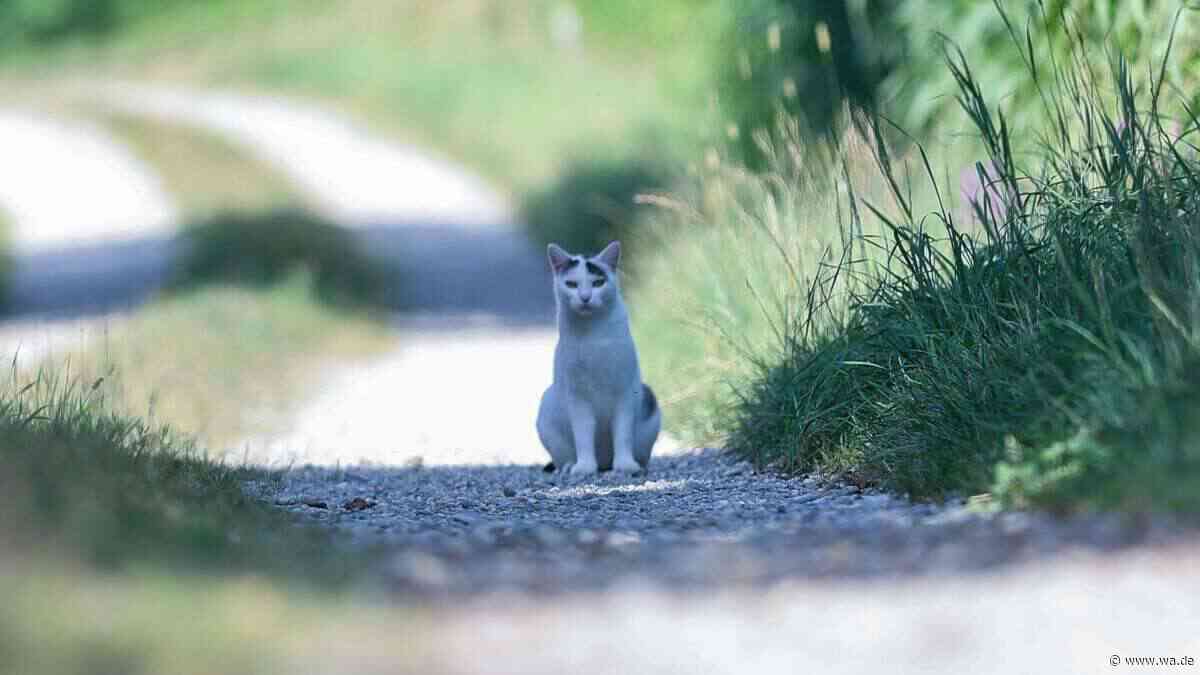 Kastrationspflicht für Freigängerkatzen: Was hinter der Forderung steckt