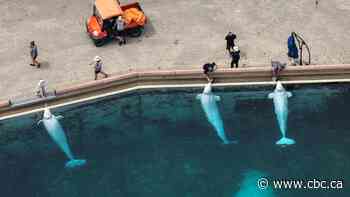 Marineland belugas that died in Chicago had chronic inflammatory disease, preliminary necropsy findings show