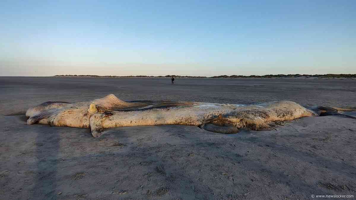 Elf meter lange walvis aangespoeld op strand Ameland