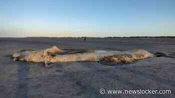 Elf meter lange walvis aangespoeld op strand Ameland