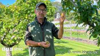 Apple Day called off after poor harvest