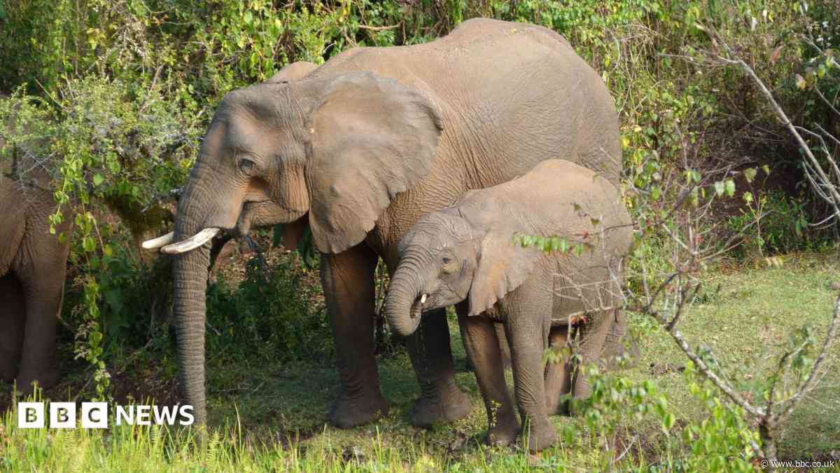 Elephants use medicinal plants to treat themselves, researchers find