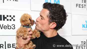 Man's tiny best friend! Expert reveals why owning a small dog has become the ultimate sign of masculinity - with King Charles, The Rock, and Orlando Bloom all opting for mini breeds