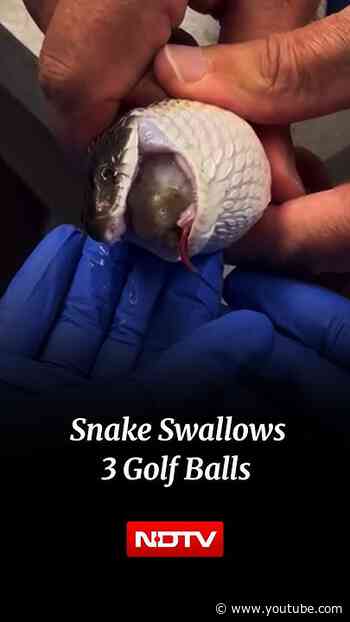 Snake Swallows 3 Golf Balls, Vets Pull Off Unusual Rescue Without Surgery
