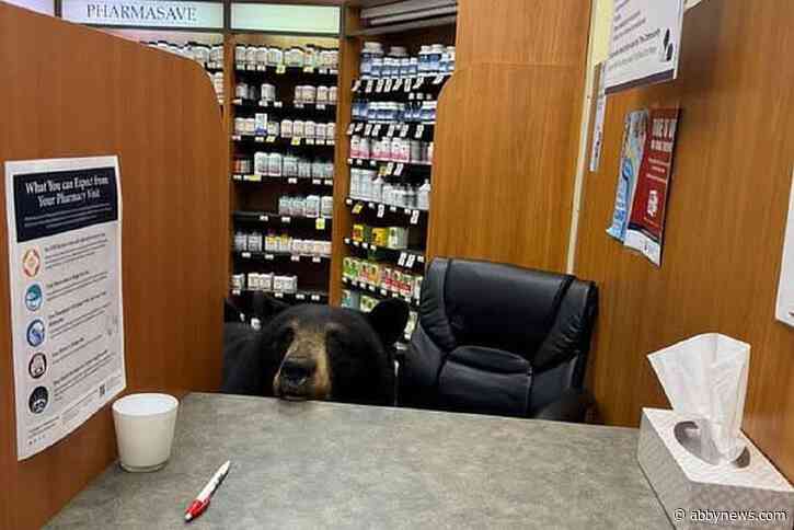 Hope conservationist demands answers to why bear cub was released alone