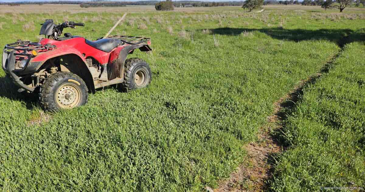 Managing pastures through a dry spring to safeguard summer feed supplies