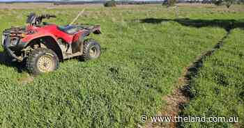 Managing pastures through a dry spring to safeguard summer feed supplies