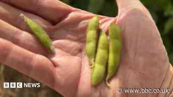 Gene-edited soya beans show promise in UK trial