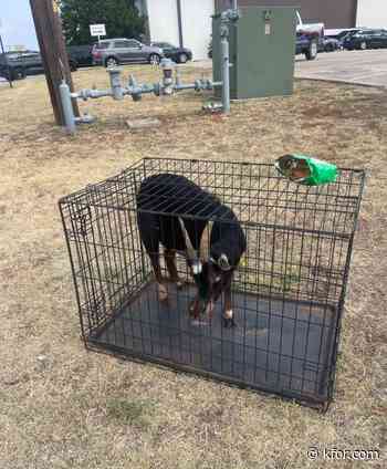 Yukon police rescue goat from sewer