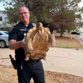 Edmond Police go on a slow-speed chase for  runaway tortoise