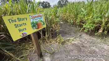 Two corn mazes – one for adults, one for kids – headline Hernando Fall Festival