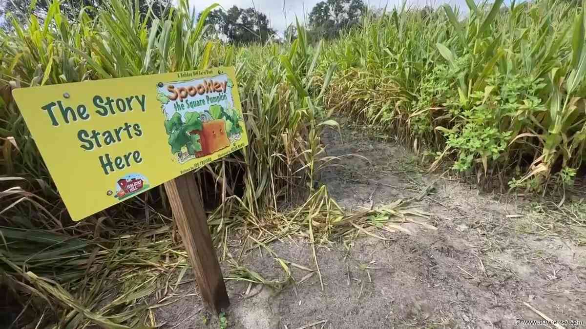 Two corn mazes – one for adults, one for kids – headline Hernando Fall Festival