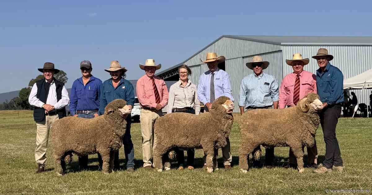 Strong result for Darriwell, Towonga sale as Merino breeders chase heavy wool cuts