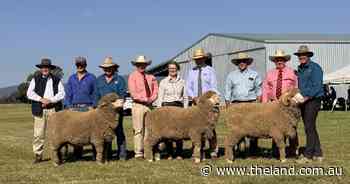 Strong result for Darriwell, Towonga sale as Merino breeders chase heavy wool cuts