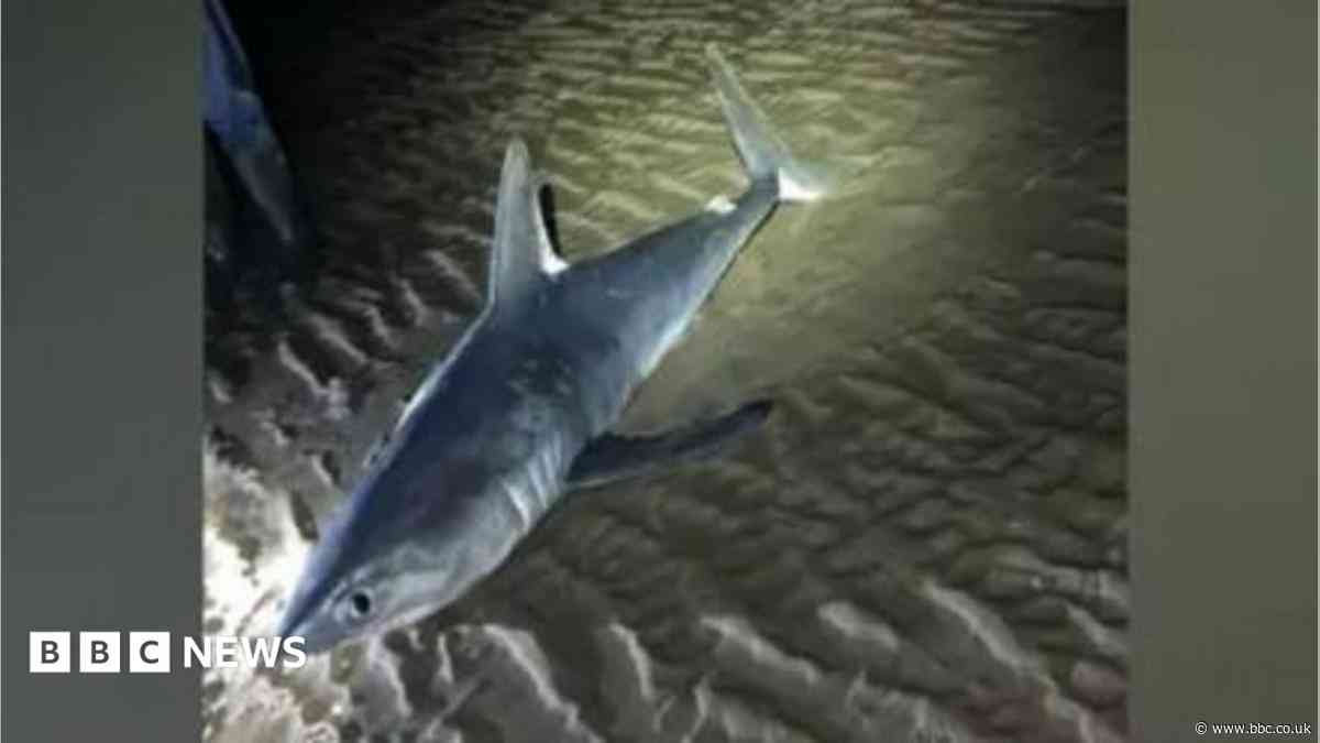 Porbeagle shark washed up days after whale deaths