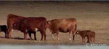 Ranchers claim ICE operations are disrupting the cattle industry