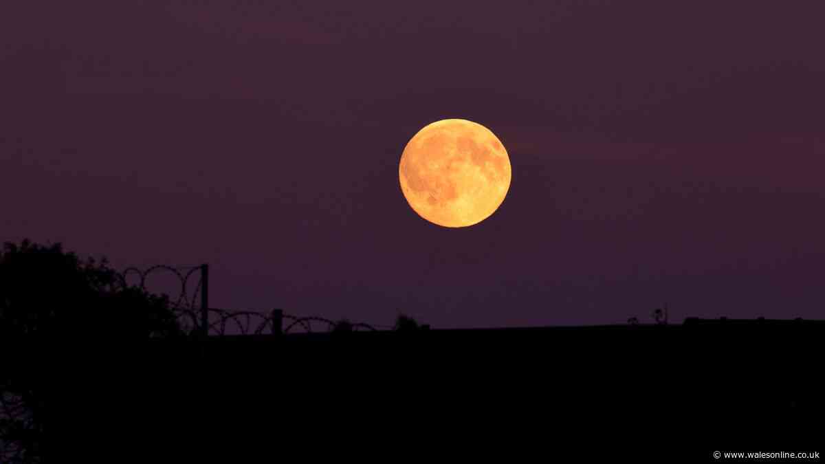 Exact time to see the Harvest Moon over Wales tonight