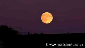 Exact time to see the Harvest Moon over Wales tonight