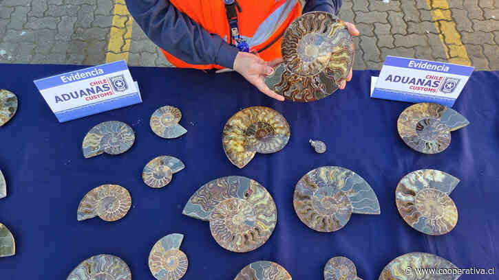 Contrabando mesozoico: Aduanas interceptó en San Antonio 222 fósiles marinos de 110 millones de años