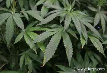 Officials seize estimated 6,300 cannabis plants from illegal marijuana operation in Estancia