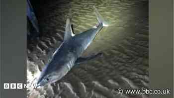Porbeagle shark washed up days after whale deaths