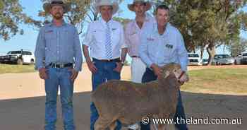Kerin Ag achieves complete 500-ram clearance, backing clients with market muscle