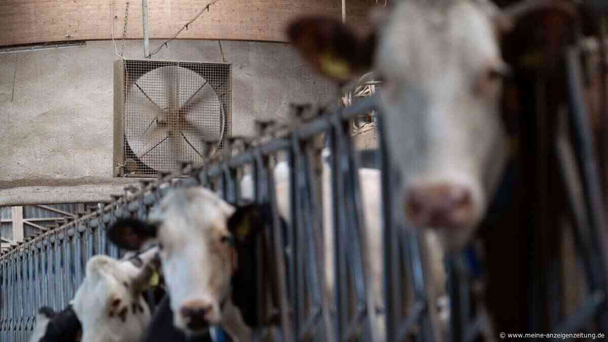 Milchprodukte könnten bald teurer werden