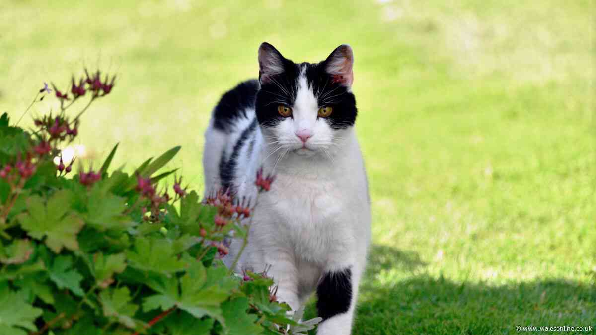 Stop cats pooing in your garden with 1 natural item everyone throws away
